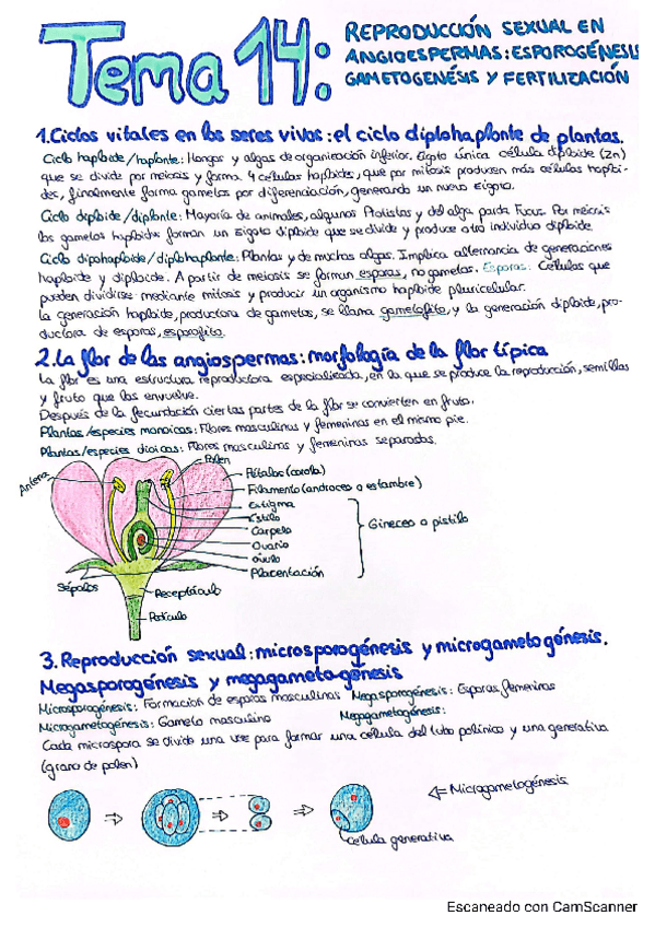 Miniatura del documento Tema-14-Reproduccion-sexual-en-angioespermas.pdf