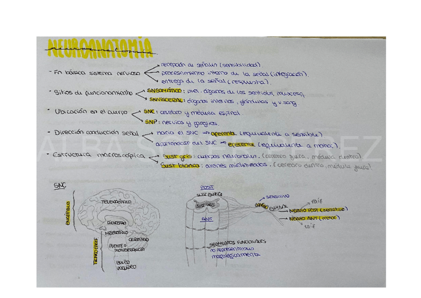 Miniatura del documento NEUROANATOMIA.pdf
