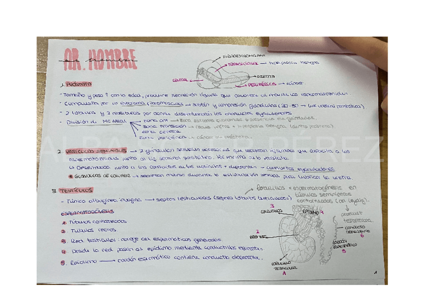 Miniatura del documento APARATO-REPRODUCTOR-ANATOMIA.pdf