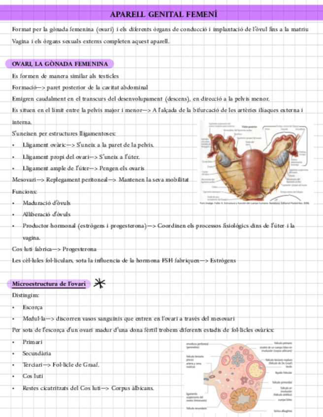 Miniatura del documento APUNTES-TEMA-7-Femenino.pdf