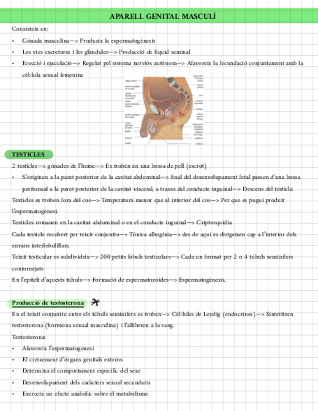 Miniatura del documento APUNTES-LIMPIOS-7-Masculino.pdf
