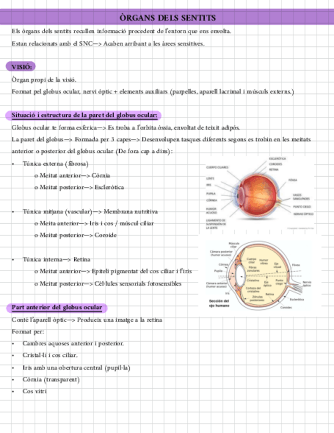 Miniatura del documento Apuntes-Tema-9.pdf