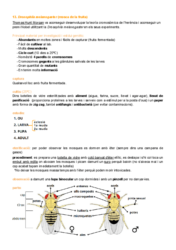 Miniatura del documento P.13.-Drosophila-melanogaster-mosca-de-la-fruita.pdf