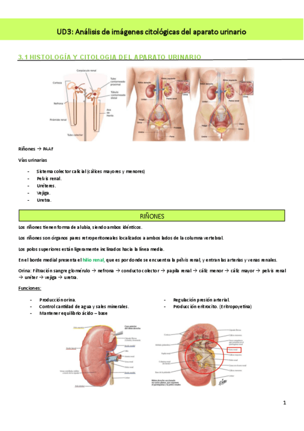 Miniatura del documento Resumen-T3Analisis-de-imagenes-citologicas-del-aparato-urinario.pdf
