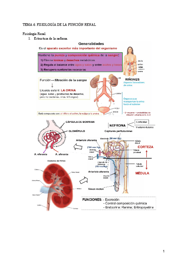 Miniatura del documento Fisiologia-de-la-funcion-endocrina-T6.pdf
