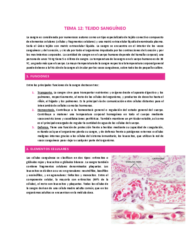 Miniatura del documento TEMA-12-TEJIDO-SANGUINEO.pdf