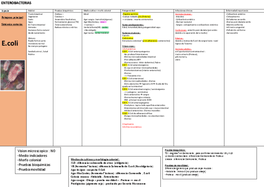 Miniatura del documento Micro TODO Bacteria-Gram-negativa-tabla.pdf