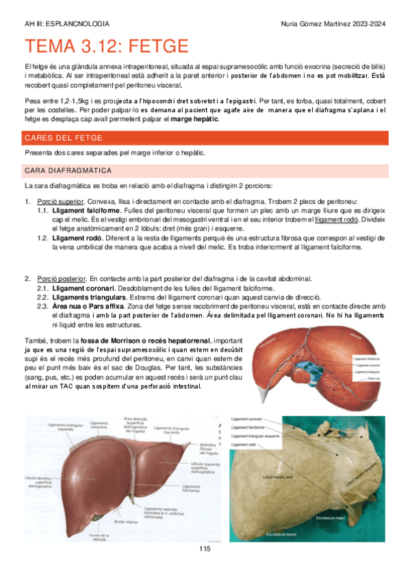 Miniatura del documento TEMA-3.12.-AP-DIGESTIU.-FETGE.-AH-III-APUNTS-115-119.pdf