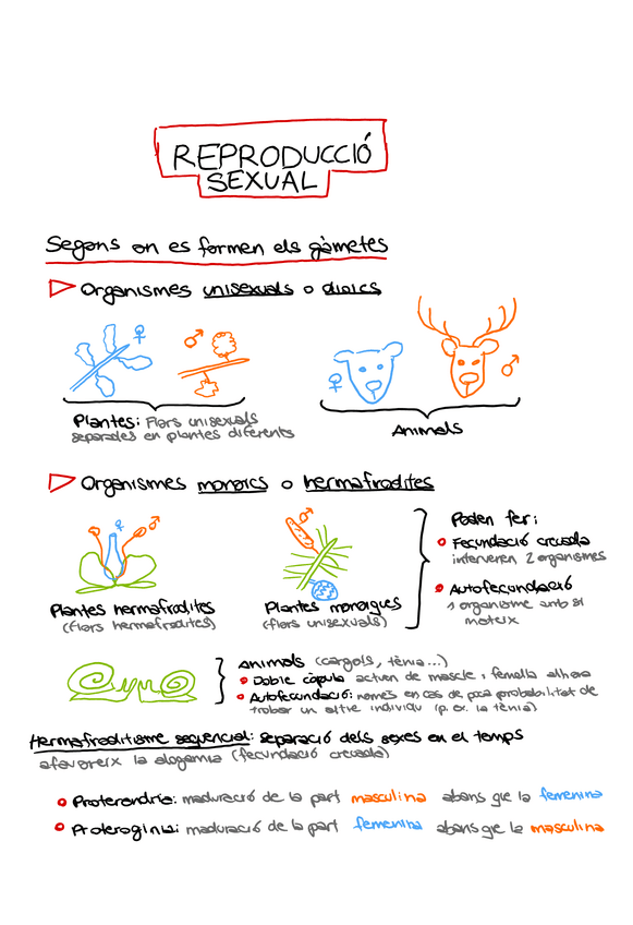 Miniatura del documento 6EsquemesReproduccioSexualBioIAlbaCartro.pdf