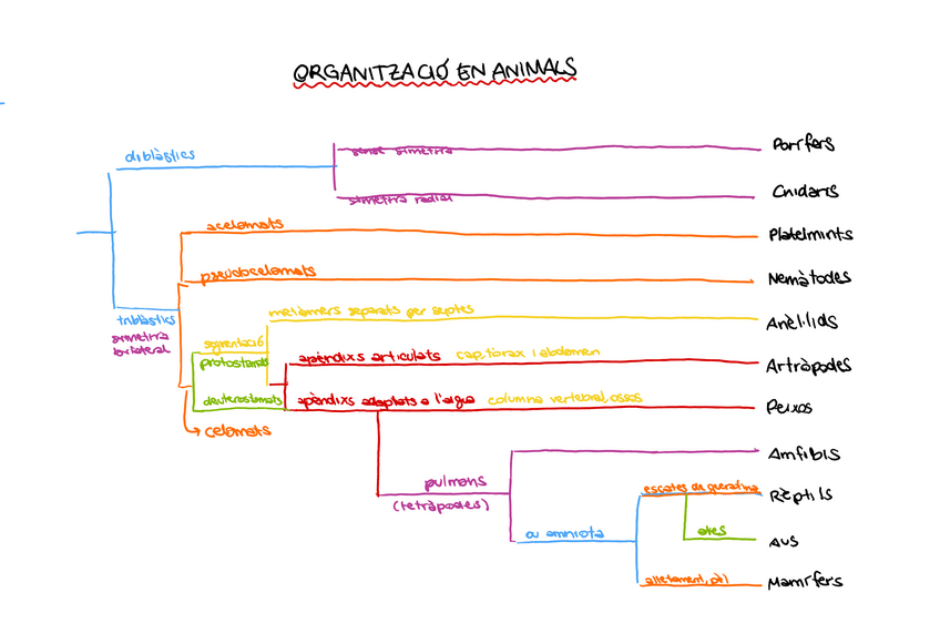 Miniatura del documento 8EsquemaOrganitzacioEnAnimalsBioIAlbaCartro.pdf