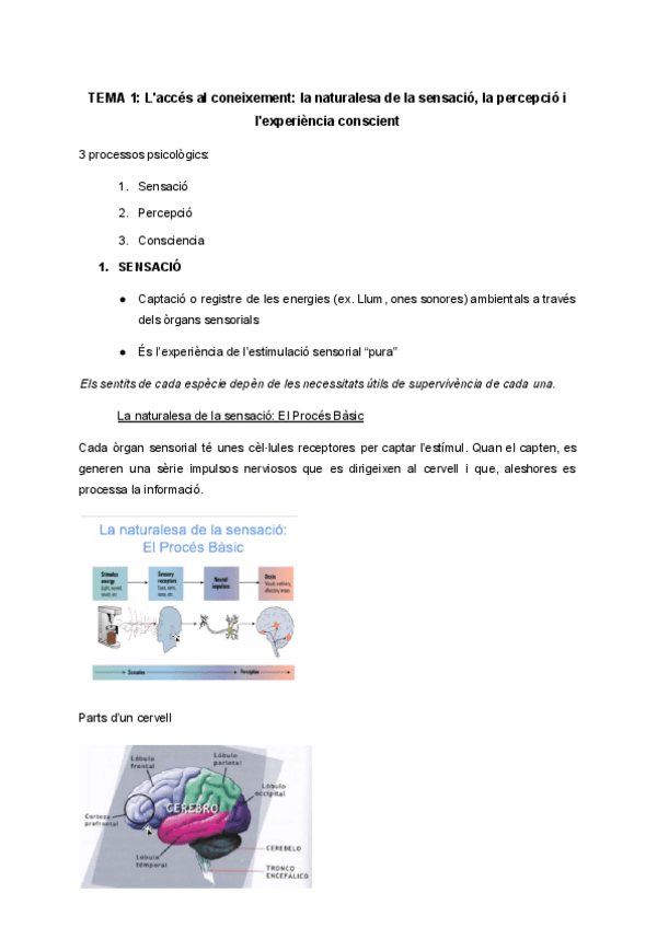 Miniatura del documento TEMA-1-Lacces-al-coneixement-la-naturalesa-de-la-sensacio-la-percepcio-i-lexperiencia-conscient.pdf