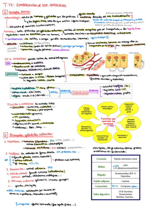 Miniatura del documento ENDOCRINO-TODO.pdf
