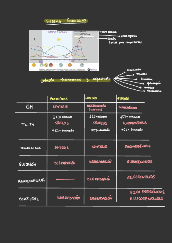 Miniatura del documento Tablas-Y-Graficas-Hormonas-BLOQUE-II.pdf