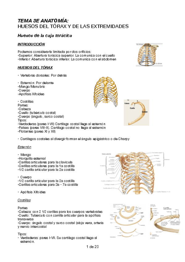 Miniatura del documento Huesos-de-las-articulaciones.pdf