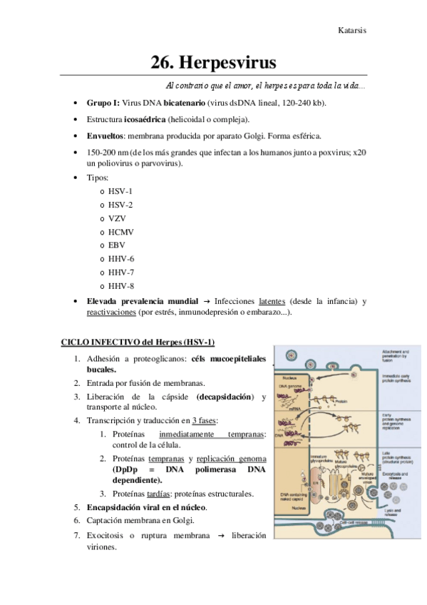 Miniatura del documento 26.-Herpesvirus.pdf
