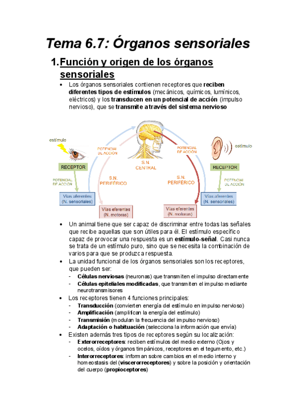 Miniatura del documento Tema-6.7-Organos-sensoriales.pdf