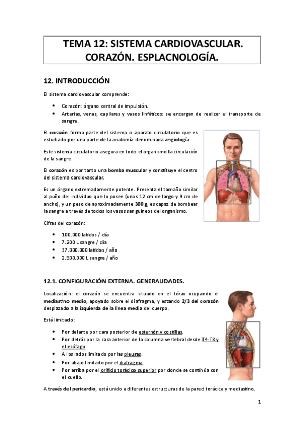 Miniatura del documento TEMA-12-Y-13-SISTEMA-CARDIOVASCULAR.pdf