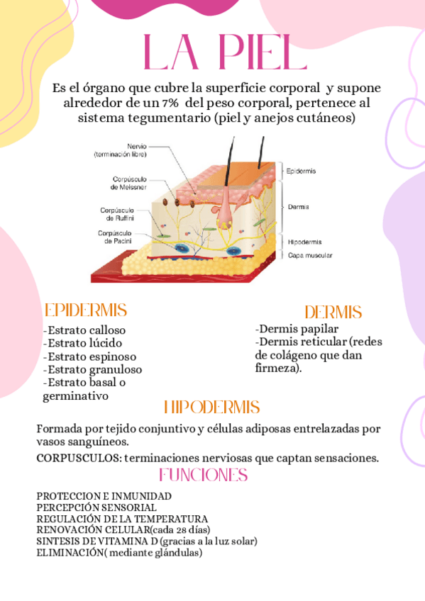 Miniatura del documento La-piel-y-sus-anejos-cutaneos.pdf