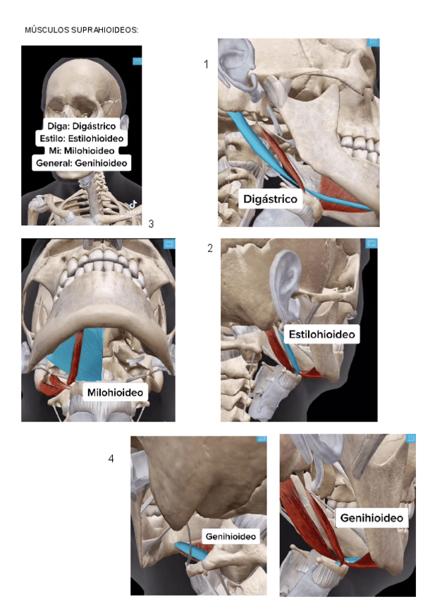 Miniatura del documento ANATOMIA-MUSCULOS-SUPRAHIOIDEOS.pdf