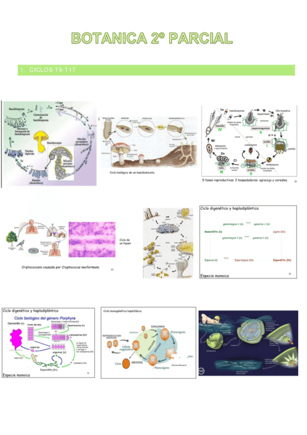 Miniatura del documento Ciclos-e-imagenes-importantes-botanica-2o-parcial-enero.pdf