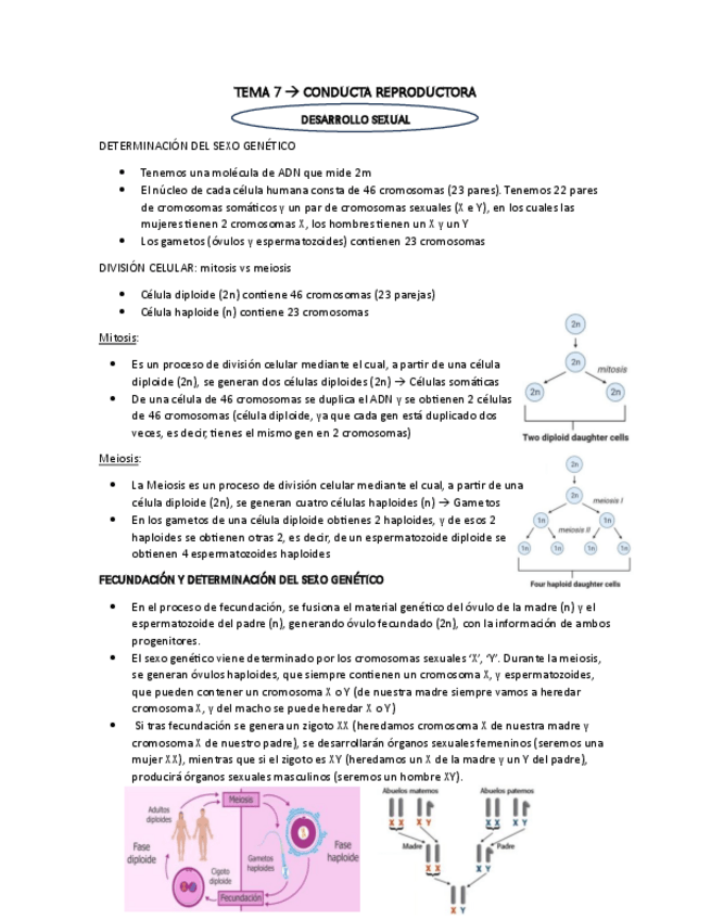 Miniatura del documento TEMA-7.pdf