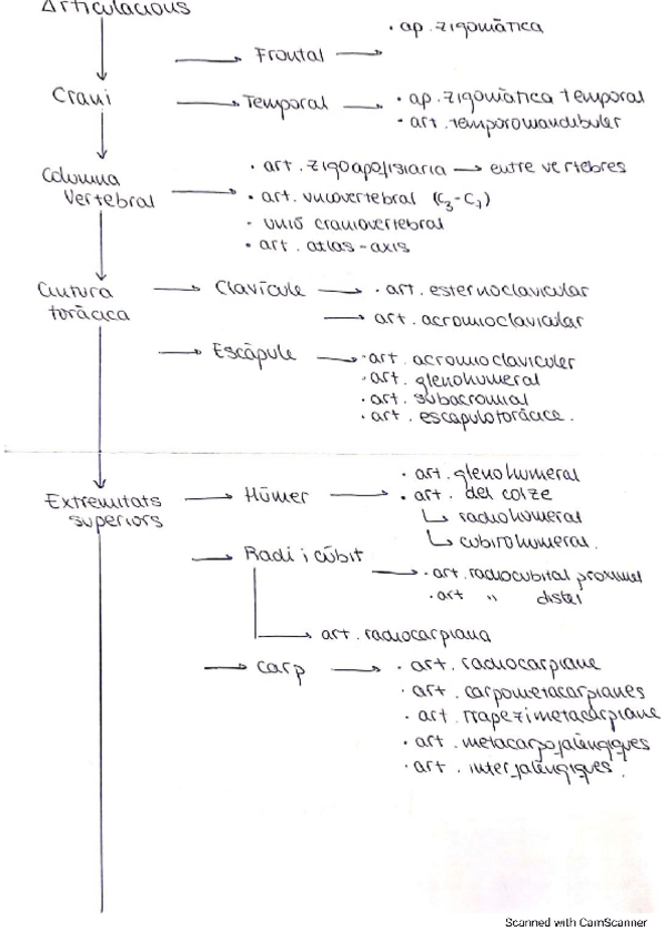 Miniatura del documento apunts-anatomia-esq.pdf