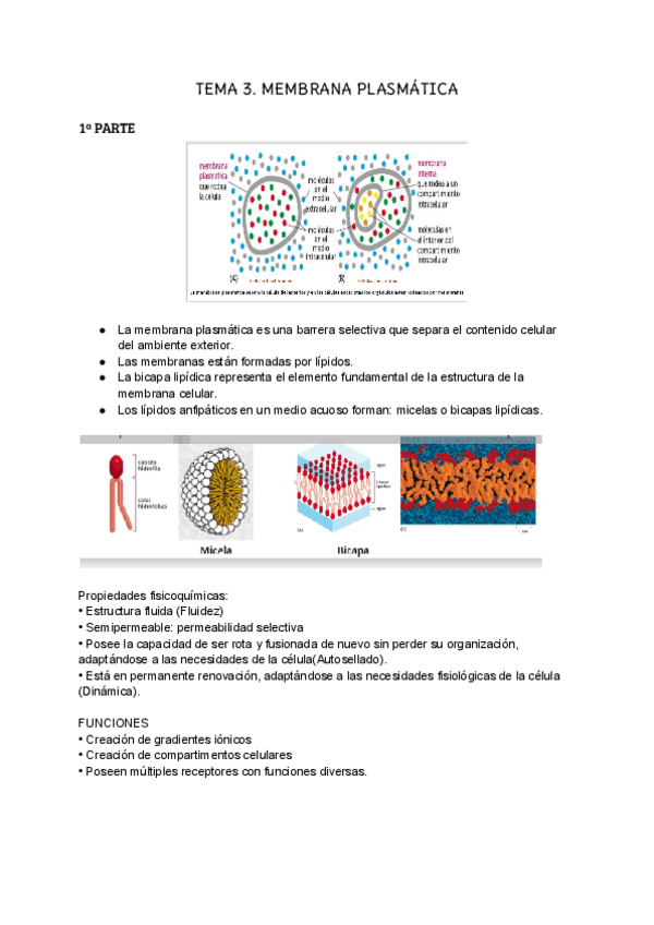 Miniatura del documento TEMA-3.-BIO.pdf