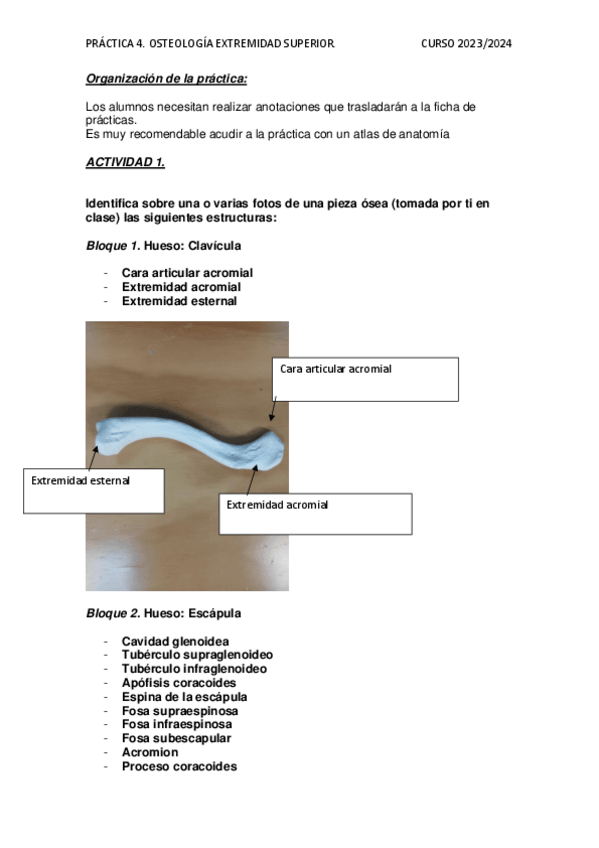 Miniatura del documento Practica-4-Anatomia.pdf
