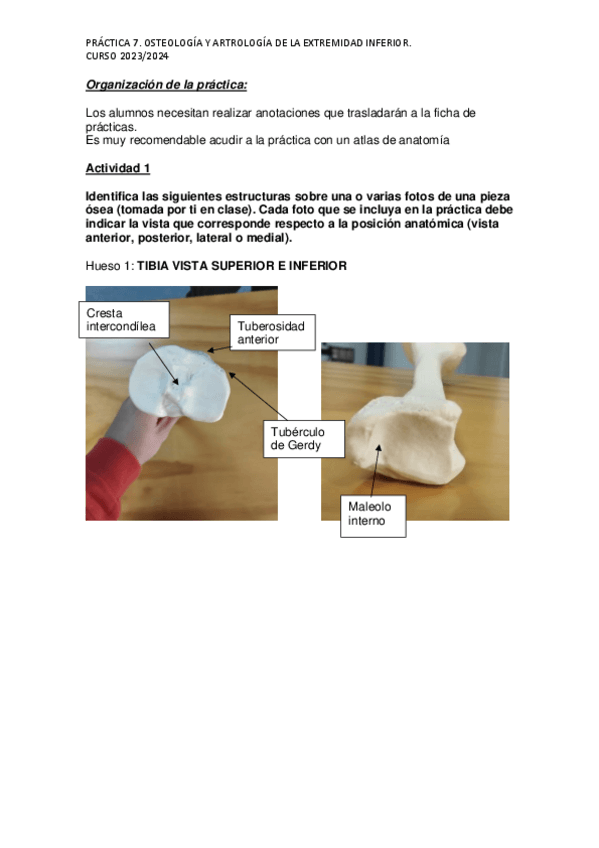 Miniatura del documento Practica-7-Anatomia.pdf