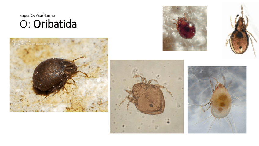 Miniatura del documento VISU-2020.pdf