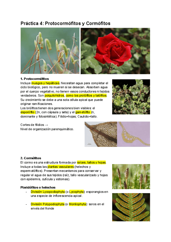 Miniatura del documento Practica-4-Protocormofitos-y-cormofitos.pdf