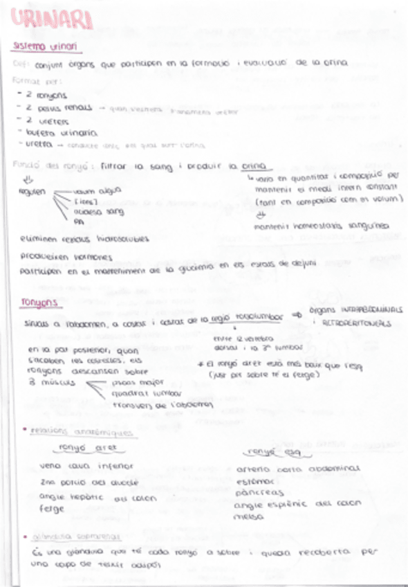 Miniatura del documento urinari.pdf