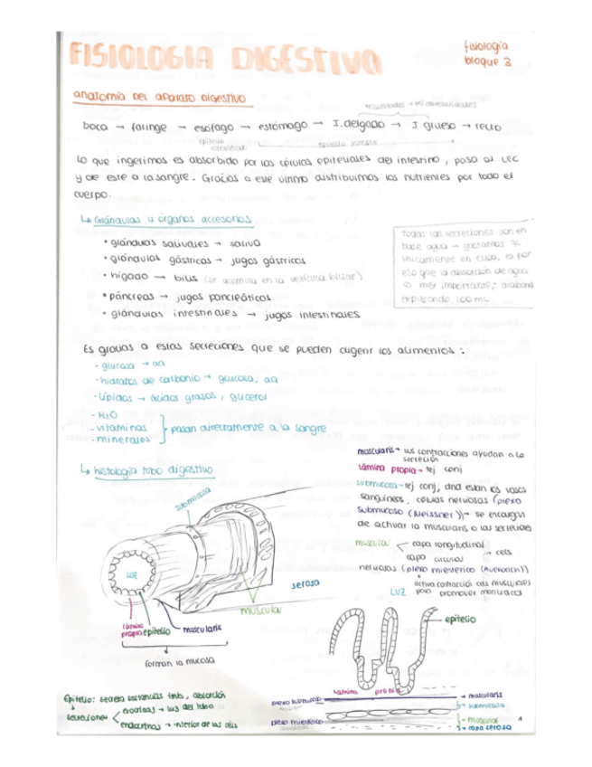 Miniatura del documento DIGESTIVO.pdf