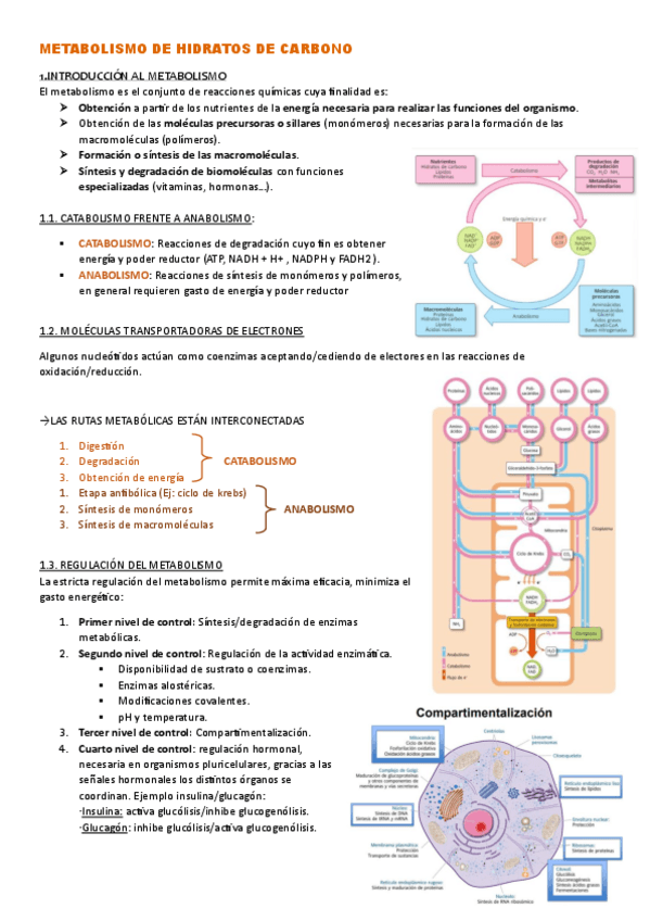 Miniatura del documento T.4-METABOLISMO-DE-HIDRATOS-DE-CARBONO.pdf