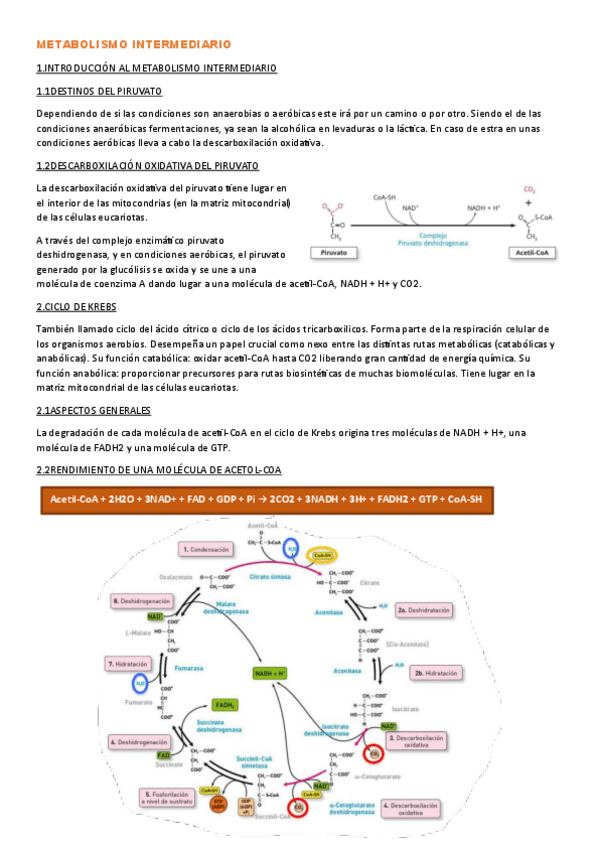 Miniatura del documento T.5-METABOLISMO-INTERMEDIARIO.pdf