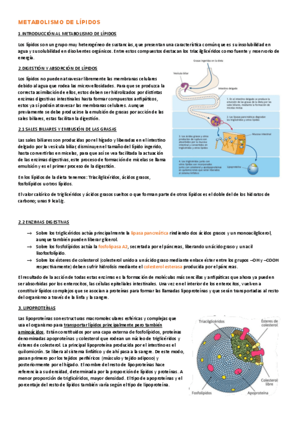 Miniatura del documento T.6-METABOLISMO-DE-LIPIDOS.pdf
