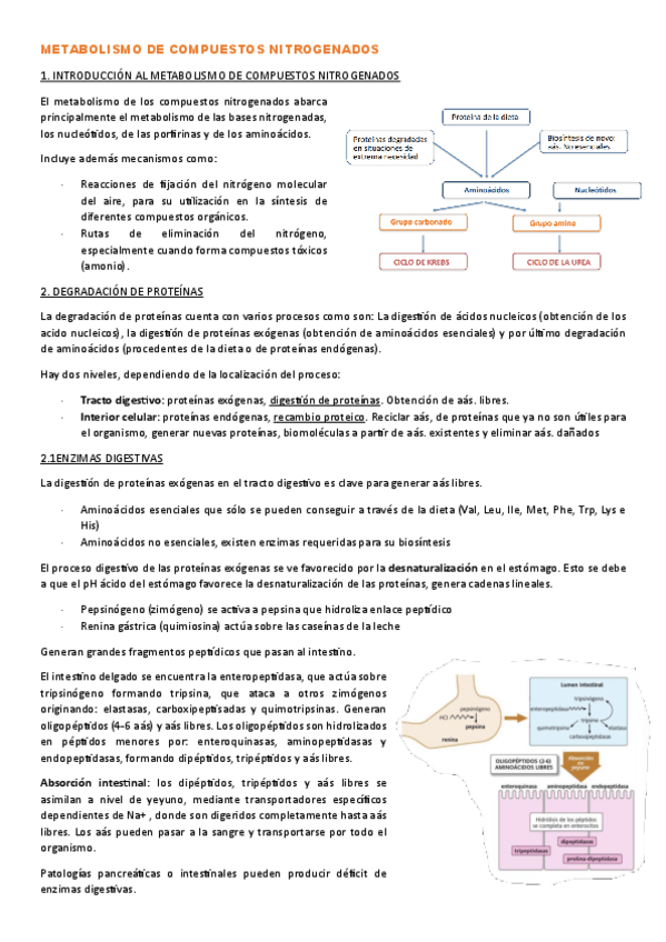 Miniatura del documento T.7-METABOLISMO-DE-COMPUESTOS-NITROGENADOS.pdf