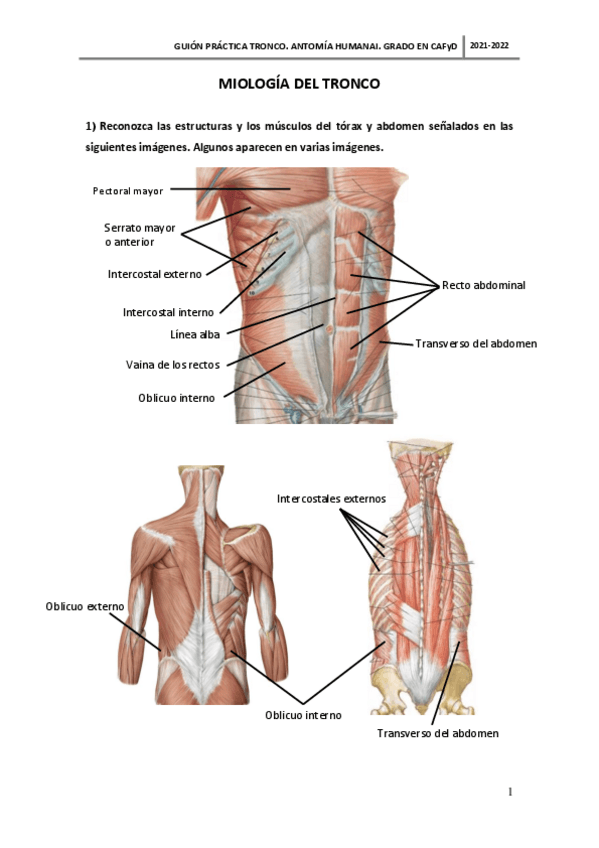 Miniatura del documento MIOLOGIA-DEL-TRONCO.pdf
