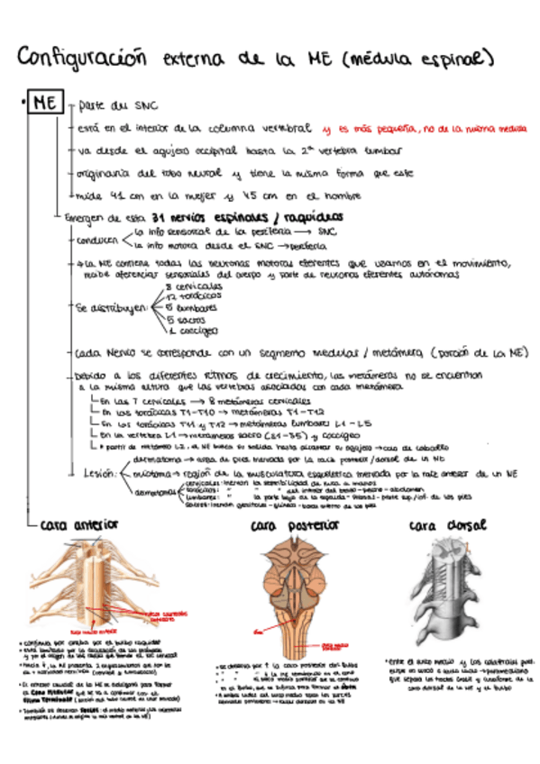 Miniatura del documento Tema-6-Esquemas.pdf