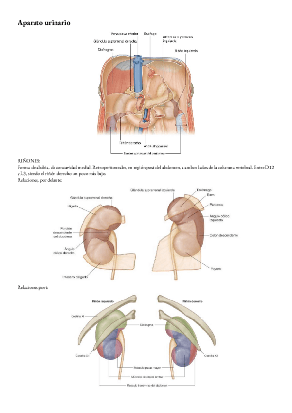 Miniatura del documento Anatomia-T-12-Aparato-urinaria..pdf