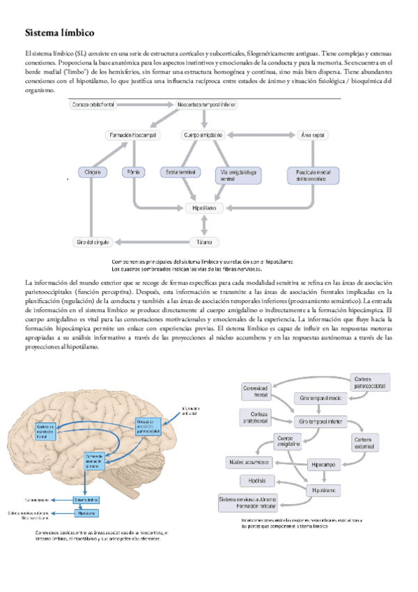 Miniatura del documento Anatomia-T-39-sistema-limbico.pdf