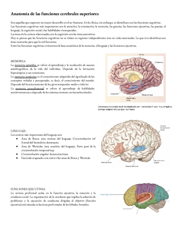 Miniatura del documento ANATOMIA-T-40-ANATOMIA-DE-LAS-FUNCIONES-CEREBRALES-SUPERIORES.pdf