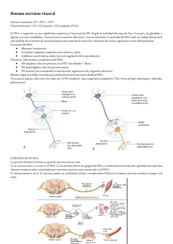 Miniatura del documento Anatomia-T-38-Sistema-nervioso-visceral.pdf