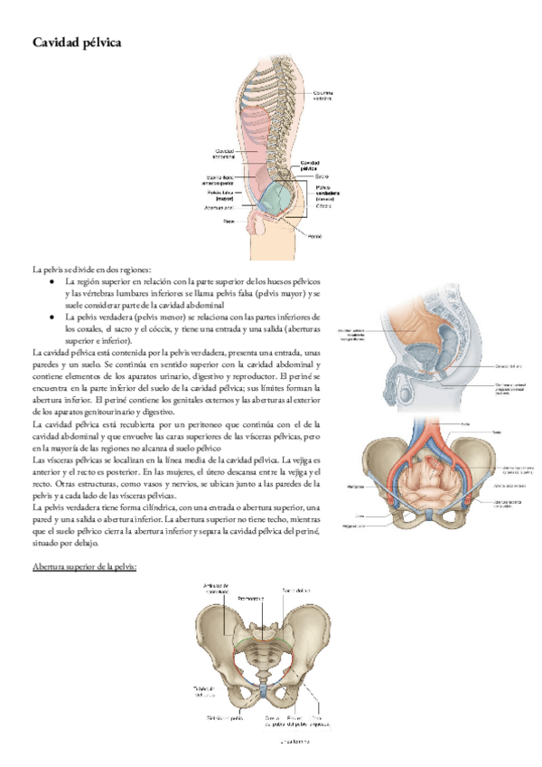 Miniatura del documento Anatomia-T-15-Cavidad-pelvica.pdf