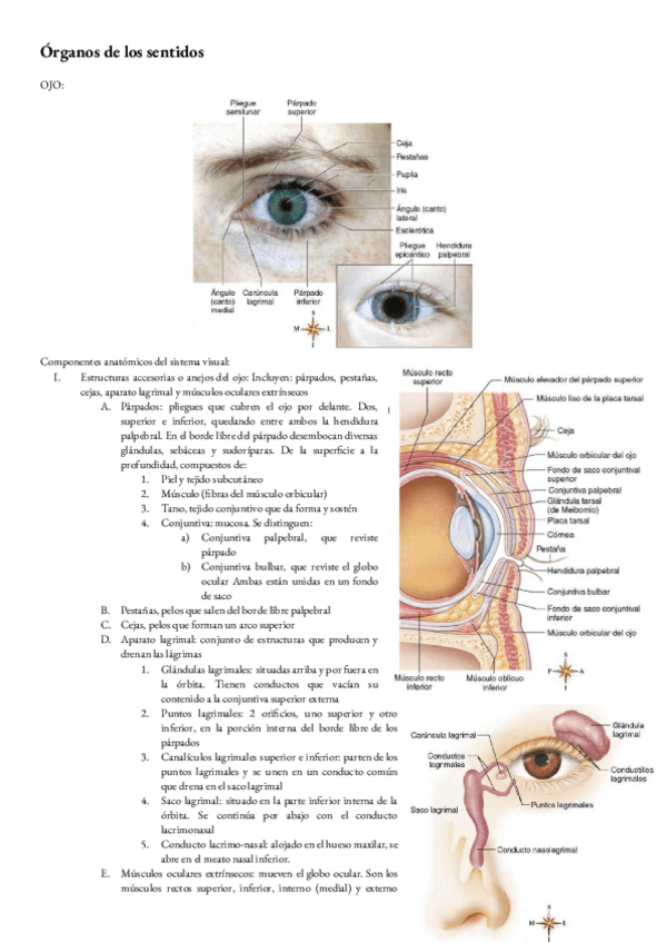 Miniatura del documento Anatomia-T-16-Y-17-Organos-de-los-sentidos.pdf