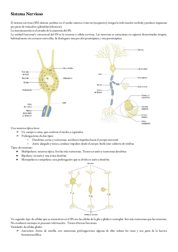 Miniatura del documento Anatomia-T-18-Introduccion-a-la-anatomia-del-sistema-nervioso.pdf