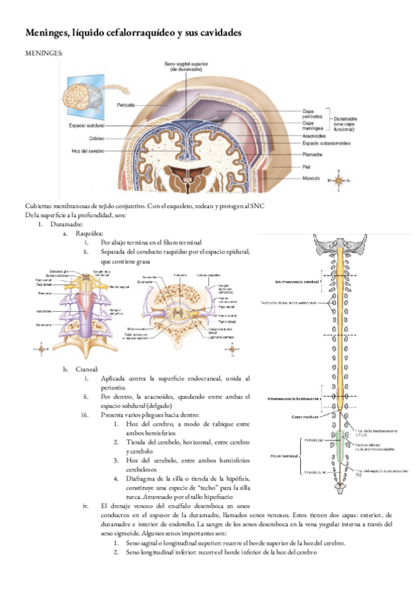 Miniatura del documento ANATOMIA-T-30and31-MENINGES-LIQUIDO-CEFALORAQUIDEO-Y-SUS-CAVIDADES.pdf