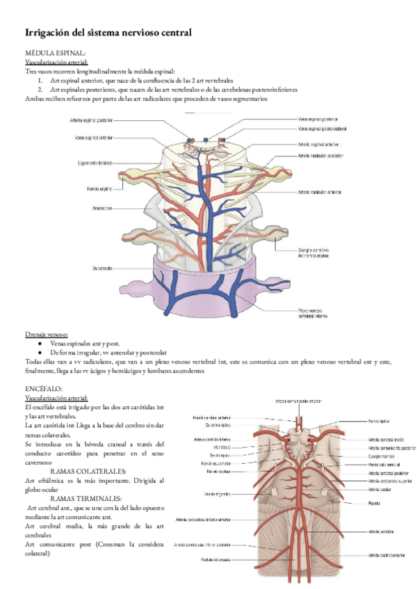 Miniatura del documento ANATOMIA-T-32-IRRIGACION-DEL-SISTEMA-NERVIOSO-CENTRAL.pdf