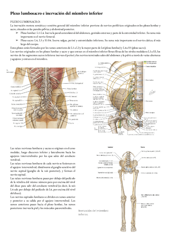 Miniatura del documento Anatomia-T-22-Plexo-lumbosacro.pdf