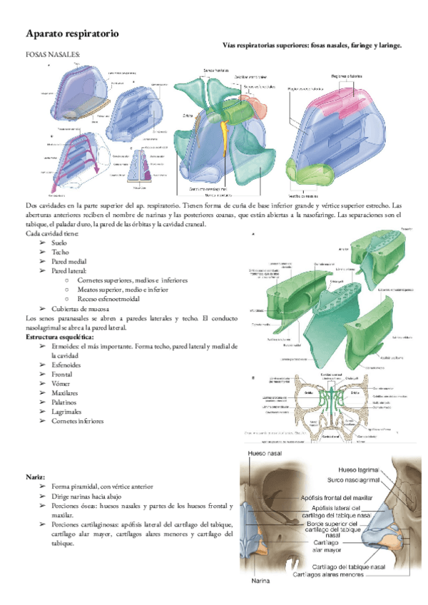 Miniatura del documento Anatomia-T-5-Aparato-respiratorio.pdf